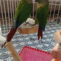 طوطی گرینچیک|پرنده|زنجان, |دیوار