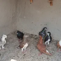 شهری|پرنده|بندر کنگان, |دیوار