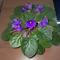 بنفشه افریقایی گلدار