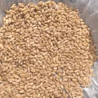 گندم مهرگان زمین خودم