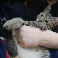 واگذاری بچه گربه ۴ماهه