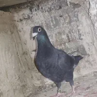 کبوتر|پرنده|بیرجند, |دیوار