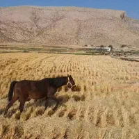 اسب وکره فروشی|اسب و تجهیزات اسب‌سواری|شیراز, حومه شیراز|دیوار