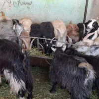 بزغاله چاق تربچه‌