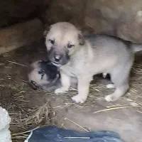 سگ سرابی|سگ|شاهرود (اردبیل), |دیوار