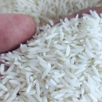 برنج هاشمی