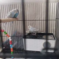 مرغ های عشق رنگارنگ