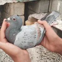 کبوترطاوسی