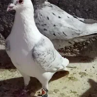 کفتر