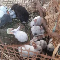 بچه خرگوش لپ