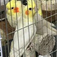 عروس هلندی لوتینو