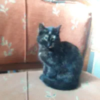 واگذاری گربه بصورت رایگان