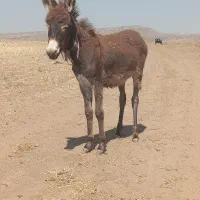 کره خر نرر