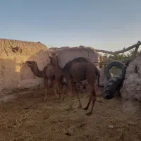 شتر|حیوانات مزرعه|راور, |دیوار