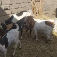 فروش گوسفند