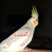 عروس هلندی گمشده حوالی فرهنگیان میدان معلم