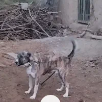 واگذاری سک گله اصیل، آماده نگهبانی