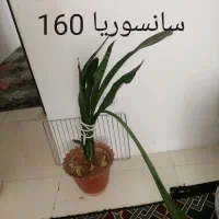 گلهای طبیعی بدلیل اسباب کشی، بلوار طلاییه|گل و گیاه طبیعی|شیراز, میانرود|دیوار