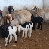 خریدارگوسفندبره دارهستم معاوضه ایی باشه