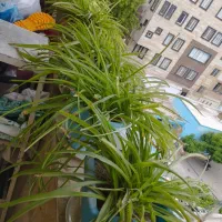 گلدان دویست هزار تومان