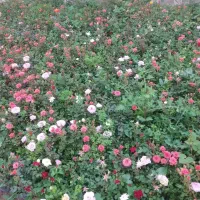 خدمات باغبانی صفر تا صد|خدمات باغبانی و درختکاری|کرج, فاز ۴ مهرشهر|دیوار