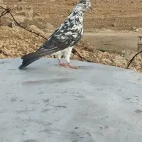 ماده به شرط