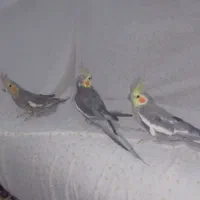 عروس هلندی