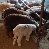 فروش گوسفند زنده کهره وبره|حیوانات مزرعه|شیراز, نصرآباد|دیوار