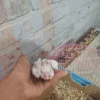 طوطی سرلاکی