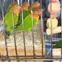 کوتوله بریزلی دوماه یک تومان مقطوع جفتم موجود هست