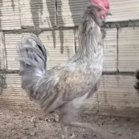 خروس گلین