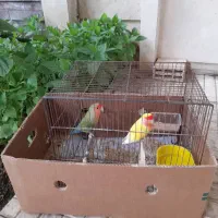 طوطی برزیلی یکساله|پرنده|کرج, مهرویلا جنوبی|دیوار