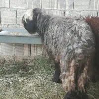 بره،، گوسفند