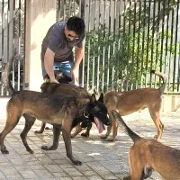 فروش توله بلژین مالینویز مالینوا اصیل گارد|سگ|رشت, پسیخان|دیوار