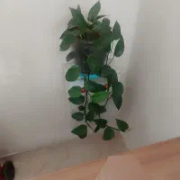 معاوضه گل با ماهی