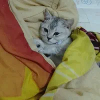 واگذاری گربه سفید نژاد اسکاتیش شورت هیر