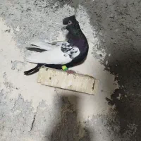 معاوضه