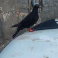 پرنده|پرنده|تایباد, |دیوار