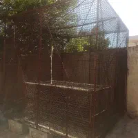 قفس گنجه 2در2|پرنده|شیراز, گلشن|دیوار
