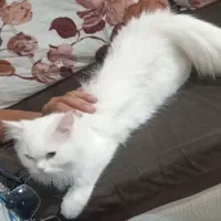 pershian cat