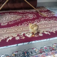 جوجه محلی|حیوانات مزرعه|رشت, ولکس|دیوار