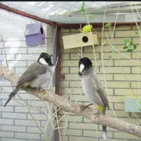 قناری  اواز شور