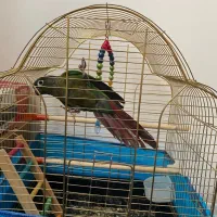 گرینچیک اهلی