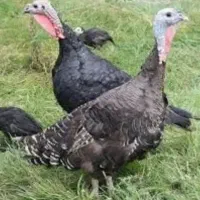 بوغلمون ماده