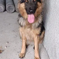 ژرمن شپهرد|سگ|احمدآبادمستوفی, |دیوار