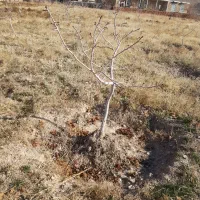 نهال درخت پسته چنتا موجود بارده پیوند اکبری|گل و گیاه طبیعی|مشکان, |دیوار