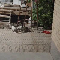 واگذاری رایگان گربه با 4 بچه|گربه|یزد, |دیوار