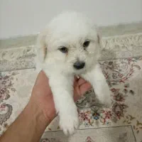 واگذاری سگ|سگ|مبارکه, |دیوار