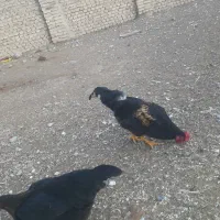 خروس چاق محلی جوان