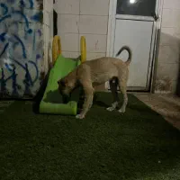 سگ واگذری رایگان